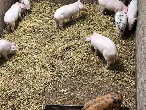Pigs (batch, sex not specified), Pigs