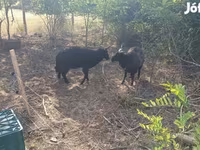 Schaf, Racka sheep — Foto 1