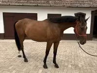 حصان, Hungarian horse breed — الصورة 1