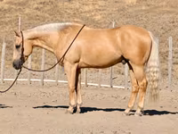 Hing, Quarter Horse — 1. fotó