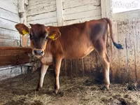 Cow, Jersey breed — photo 4