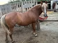 Kanca, Haflinger — 4. fotó