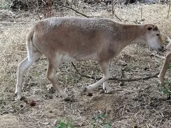 公羊, Dorper sheep