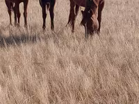 Madyan, Horse breed — foto 5