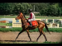 Klisna, Arabian horse — foto 1