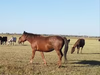 Klisna, Kazakh horse — foto 1