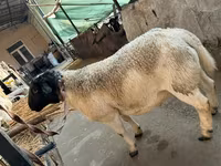كبش, Dorper sheep — الصورة 3