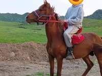 Hing, Anglo-Arabian — 3. fotó
