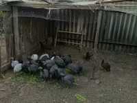 Gris Perla — foto 2
