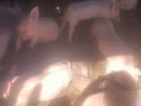 Boar, Pigs — photo 2