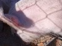 Sow, Pigs — photo 5