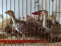 Turkeys — zdjęcie 1