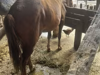 Mare, Horses — photo 2