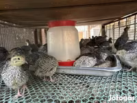 Quails — photo 2