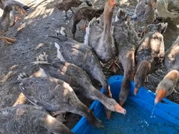 Grå og Gråbrogede Danske Gås — Hungary