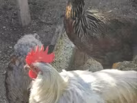 Chickens — foto 1