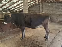 Tehén, Holstein fajta — 5. fotó