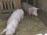 Disznók (tétel, nem megadva), Sertések — 6. fotó