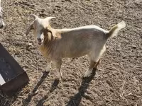 公山羊, Goats — 照片 5