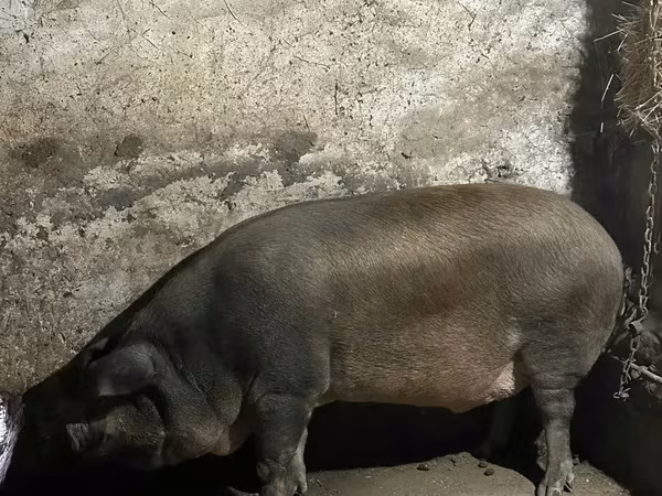 Boar, Pigs