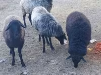 Juh, Karakul sheep — 3. fotó