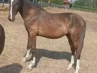 घोड़ा, Lipizzaner — फ़ोटो 1