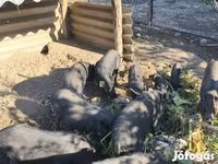 Sow, Pigs — photo 1