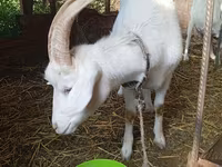 Cabra, Saanen goat — foto 3