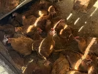 Chickens — 2. fotó
