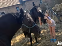 公马, Nonius horse — 照片 3