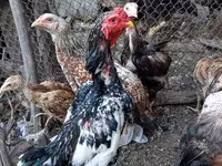 Chickens — Foto 2