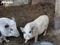 公猪, Вьетнамская вислобрюхая — 照片 3