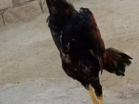 Chickens — الصورة 6