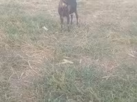 Bak, Kecskék — 5. fotó