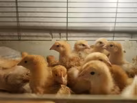 Chickens — photo 2