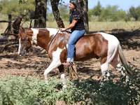 Cavalo, American paint horse — foto 3
