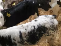 ثور, Simmental cattle — الصورة 7