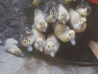 Ducks — الصورة 3