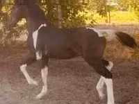 Hing, Dutch warmblood horse — 4. fotó
