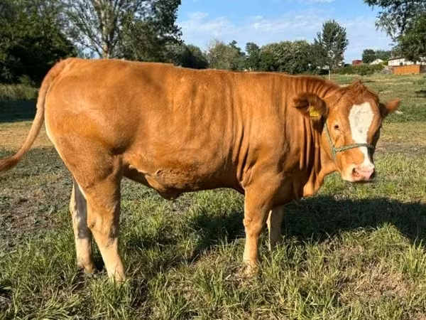 Kuh, Simmental cattle — Ungarn