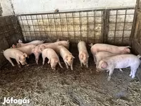 Schweine (Partie, Geschlecht nicht angegeben), Крупная белая — Foto 2