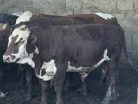 ثور, Simmental cattle — الصورة 3