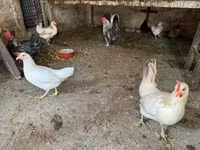 Poule danoise — photo 1