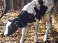 Bika, Russian Black pied cattle — 3. fotó