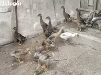 Ducks — الصورة 3