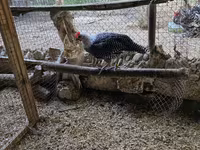 Chickens — الصورة 1