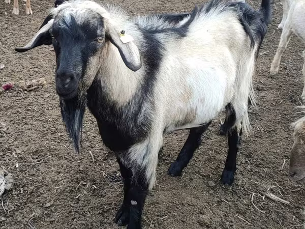 Ziegenbock, Ziegen
