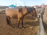 घोड़ा, Mugalzhar horse — फ़ोटो 6