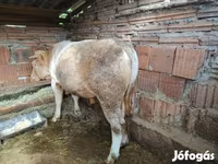 Bull, Simmental cattle — photo 2