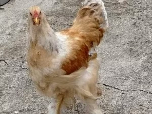 Brahma — Hungary